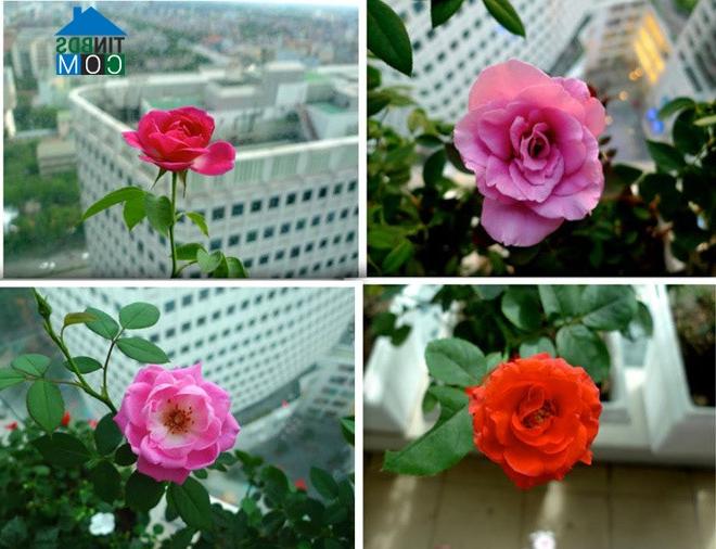 Ảnh Ban công tầng 22 độc đáo với sắc hoa rực rỡ