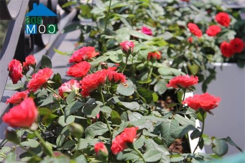 Ảnh Ban công lý tưởng của nữ giảng viên tại Tp.HCM
