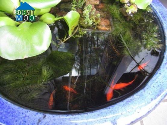 Ảnh Sân vườn đẹp với chậu tiểu cảnh nhỏ