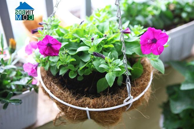 Ảnh Hoa nở bốn mùa trên ban công