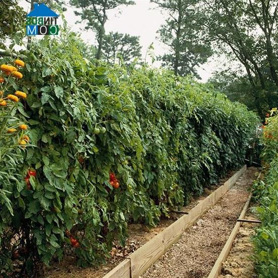 Ảnh Muôn cách trồng cà chua cho vườn phố xinh tươi