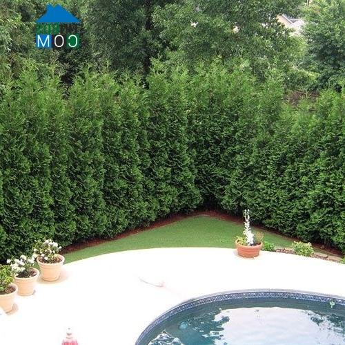 Ảnh Mẹo bài trí sân vườn vừa mát vừa riêng tư