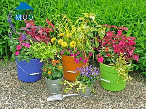 Ảnh Hè vui với chậu cây ngộ nghĩnh