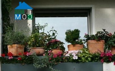 Ảnh Rực rỡ ban công lá hoa