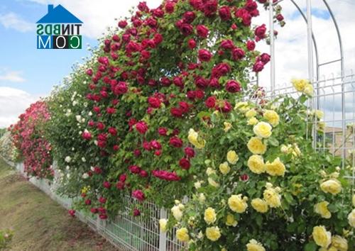 Ảnh Hàng rào dây hoa xinh xắn cho ngôi nhà của bạn
