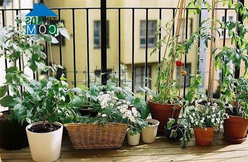 Ảnh Những ý tưởng để trang trí ban công hẹp