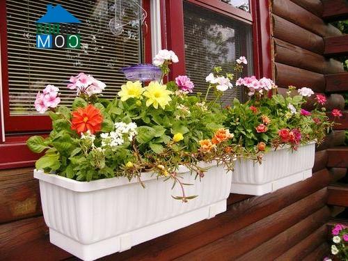 Ảnh Vườn hoa cực xinh bên cửa sổ
