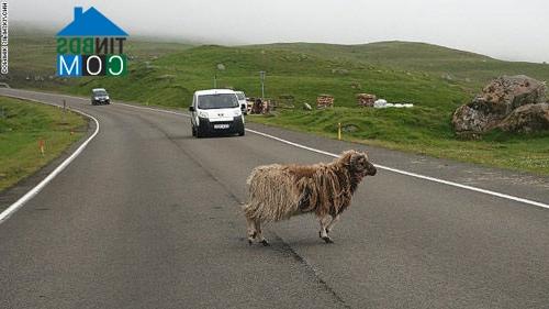 Ảnh Độc đáo những ngôi nhà mái cỏ ở quần đảo Faroe