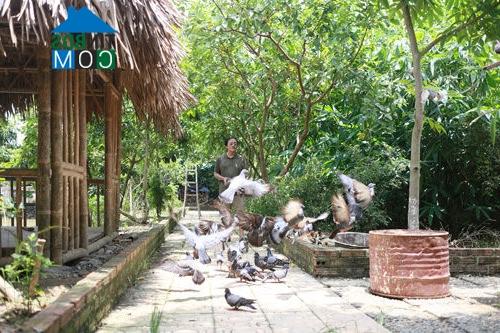 Ảnh Nông trang yên bình của diễn viên Giang Còi