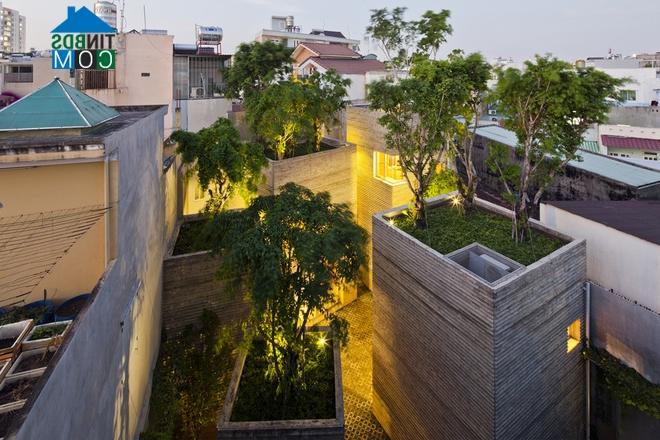 Ảnh "House for trees" - Ngôi nhà cho cây xanh giữa Sài Gòn