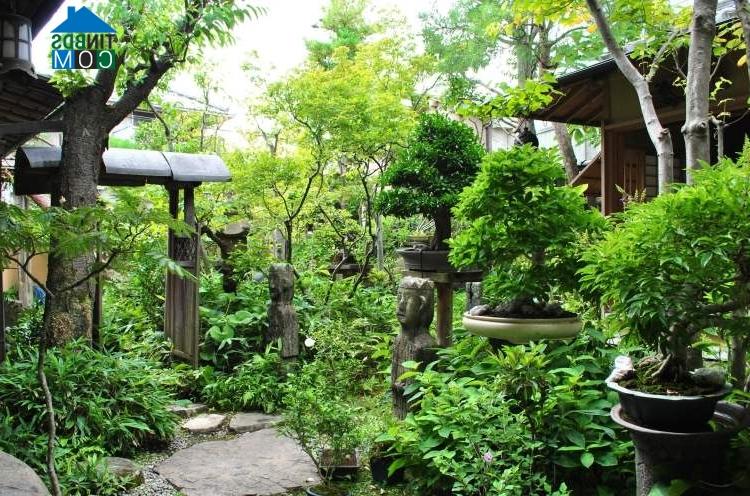 Ảnh Trang trí vườn đẹp theo phong cách Nhật Bản với cây bonsai