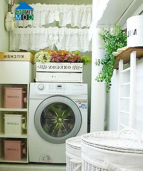 Ảnh Các loại cây trang trí hợp lý trong nhà
