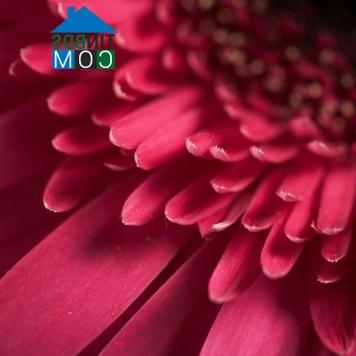 Ảnh Những màu sơn tốt nhất cho phòng bé
