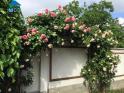 Người phụ nữ gốc Huế và khu vườn rực rỡ hoa hồng ở Hungary