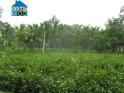 Hà Nội: Đấu giá quyền sử dụng 4 khu đất tại Ba Vì
