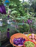 Vườn đẹp đủ các loại rau quả của mẹ Việt ở Malaysia