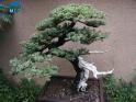 Trang trí vườn đẹp theo phong cách Nhật Bản với cây bonsai