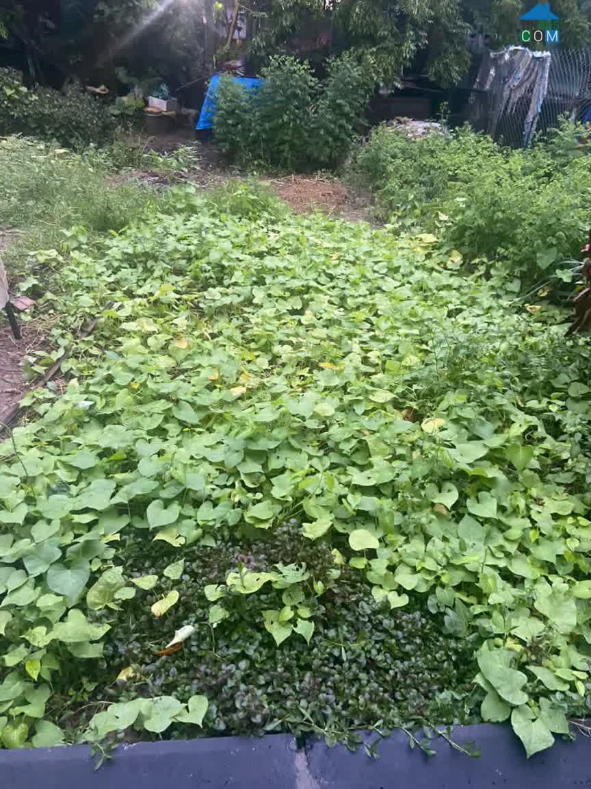 Ảnh Bán đất Tặng nhà C4 Bồ Đề Long Biên- Oto tránh- Dân trí tuyệt Vời -50m nhỉnh 14tỷ 0