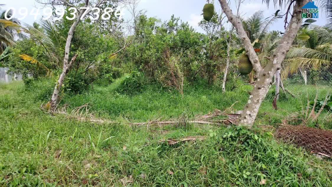 Ảnh Chính chủ cần bán đất vườn tại xã Long Hưng, Châu Thành, Tiền Giang, DT 500m2, giá đầu tư 0