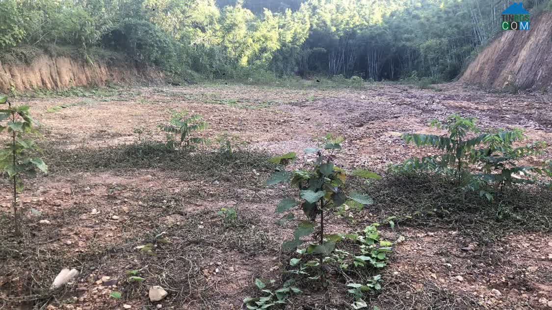 Ảnh Siêu Phẩm Đất Thổ Cư Tại Trại Lốt – Tam Tiến, Yên Thế, Bắc Giang 0