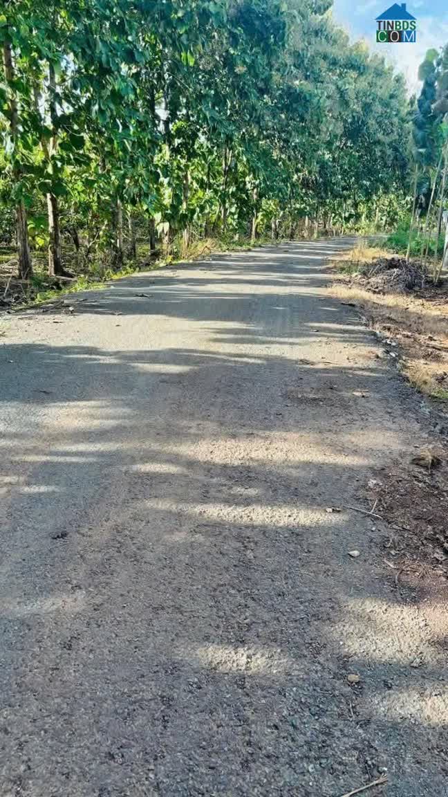 Ảnh Bán nhà 1 sào 5 – Mặt nhựa Sóc Bưng, Thanh Phú, TX Bình Long - Bình Phước 0