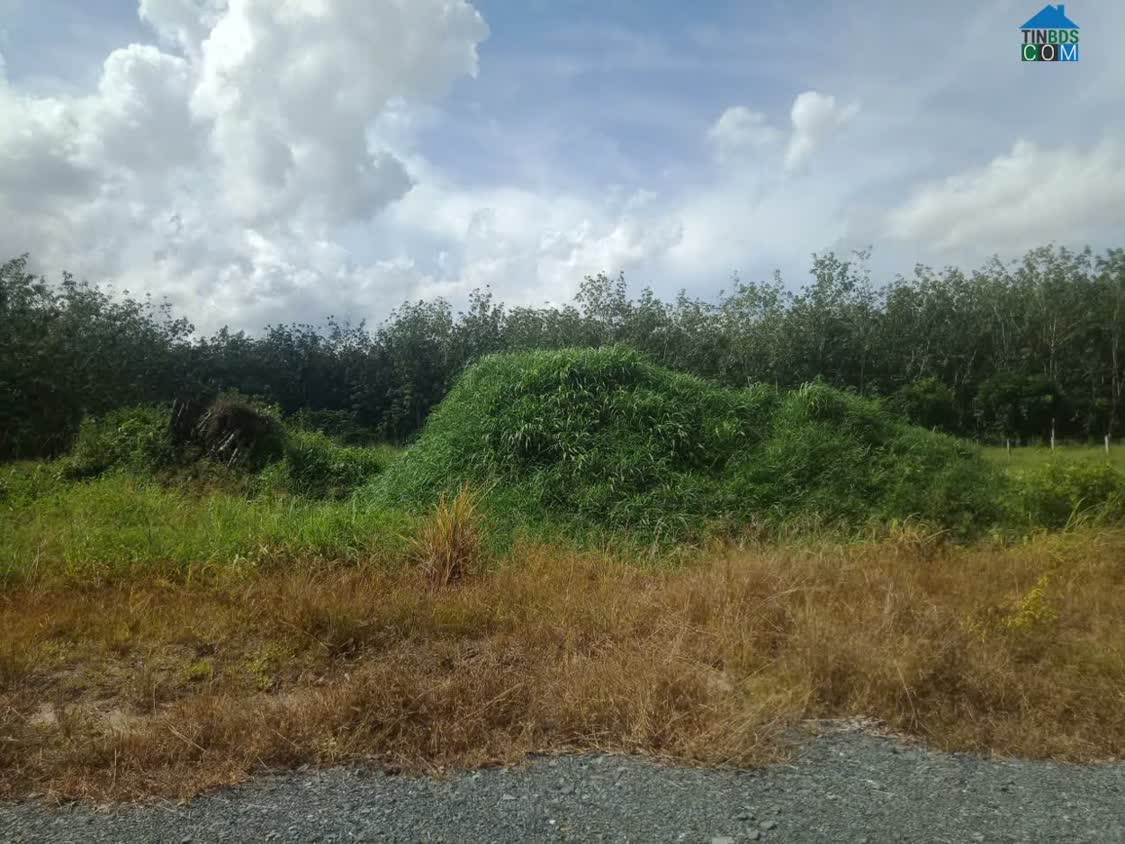 Ảnh Cần Bán 2 Công Đất Chính Chủ Tại Trường Xuân, Xã Trường Hòa, Hòa Thành, Tây Ninh 0