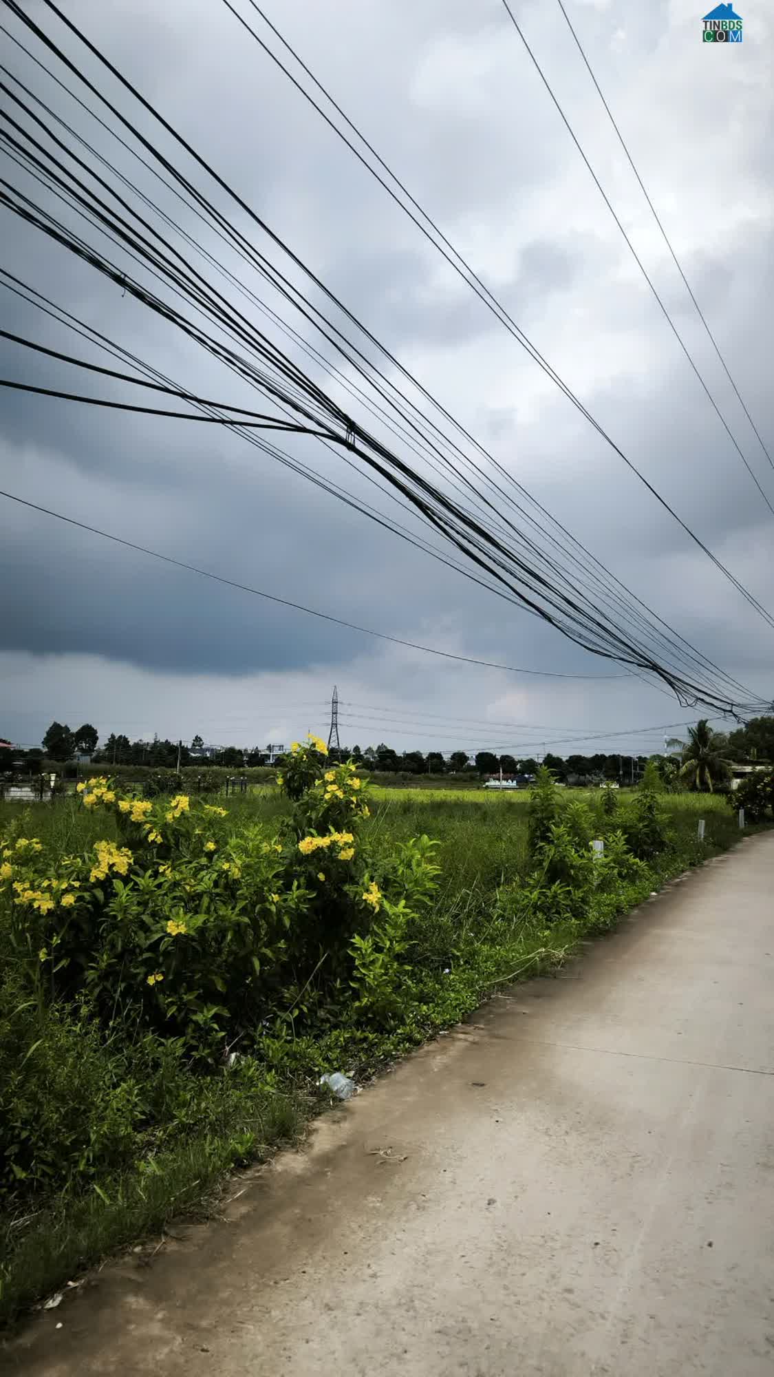 Ảnh Bán 500m2 đất thổ MT Phan Văn Mãng, TT Bến Lức – Sổ riêng, giá 20 triệu/m2 0