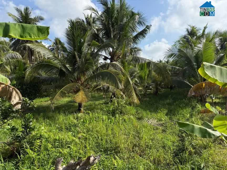 Ảnh Bán Đất Vườn Đẹp – 300m² Thổ Cư – 2 Đường Ra Vào – Huyện Vũng Liên , Tỉnh Vĩnh Long 0