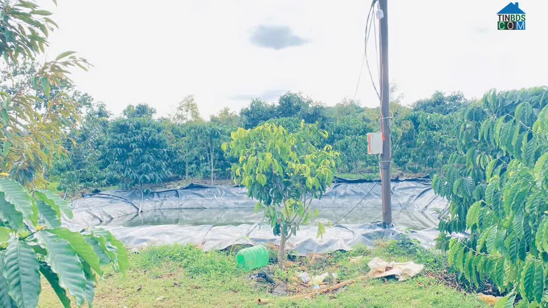 Ảnh Hơn 9 sào sổ sẵn 8,5 sào, full cafe thuộc ninh gia, lâm đồng 0