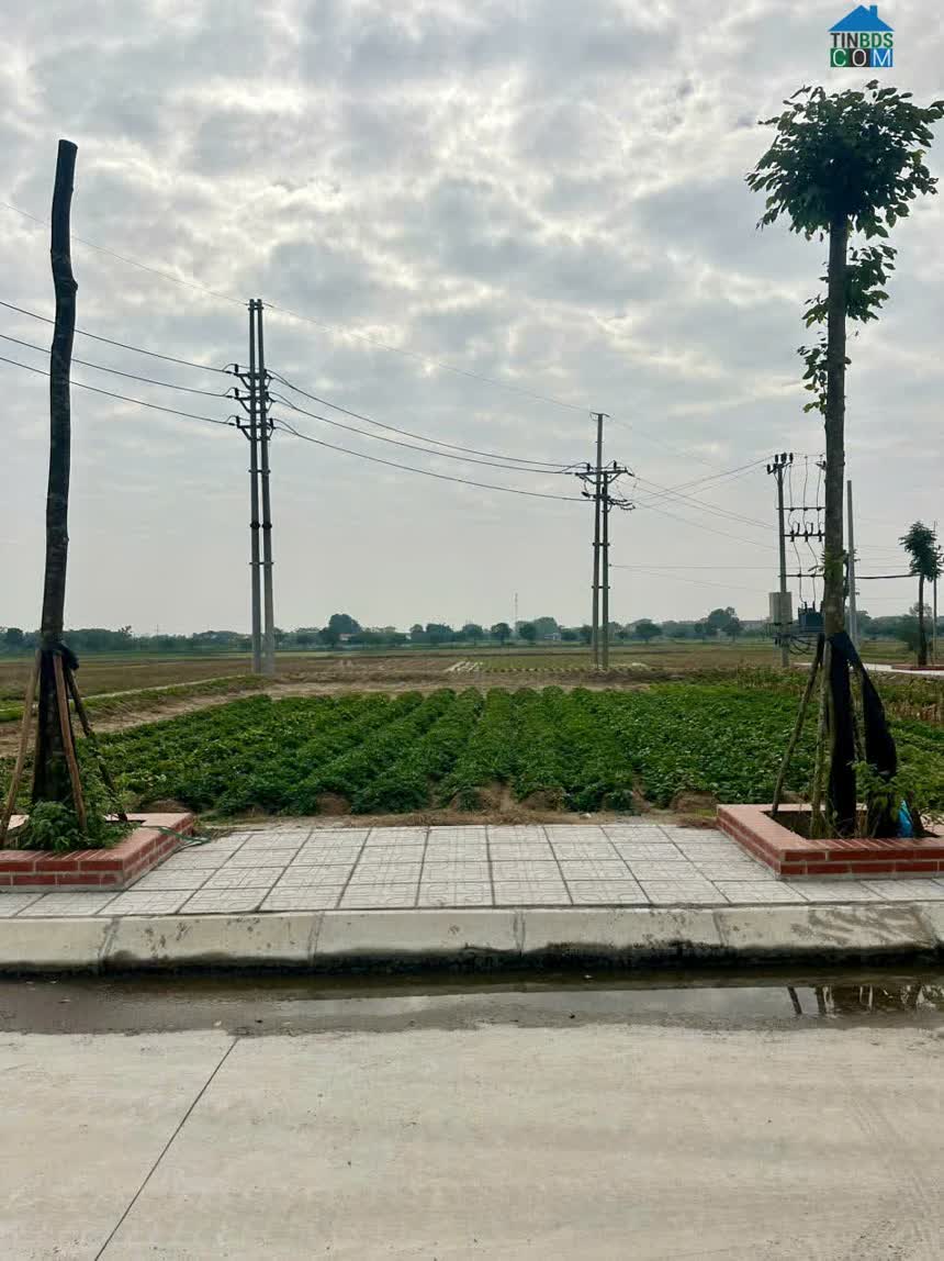 Ảnh Bán đất đấu giá Cống Đầm cực đẹp, Đại Xuyên Phú Xuyên 0