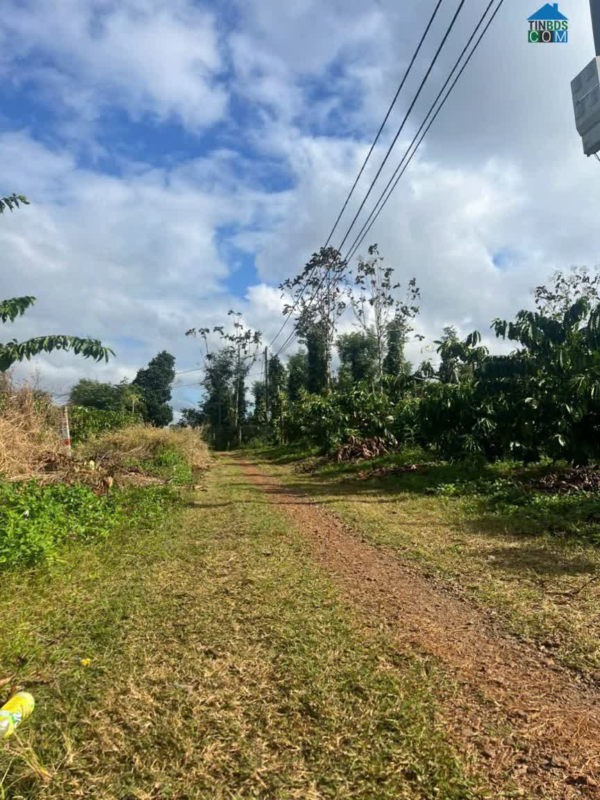 Ảnh Ea Kiết- Cư Mgar dt 450m2 sẵn thổ cư đường oto tới đất đất full cà phê xen sầu riêng cho thu giá... 0