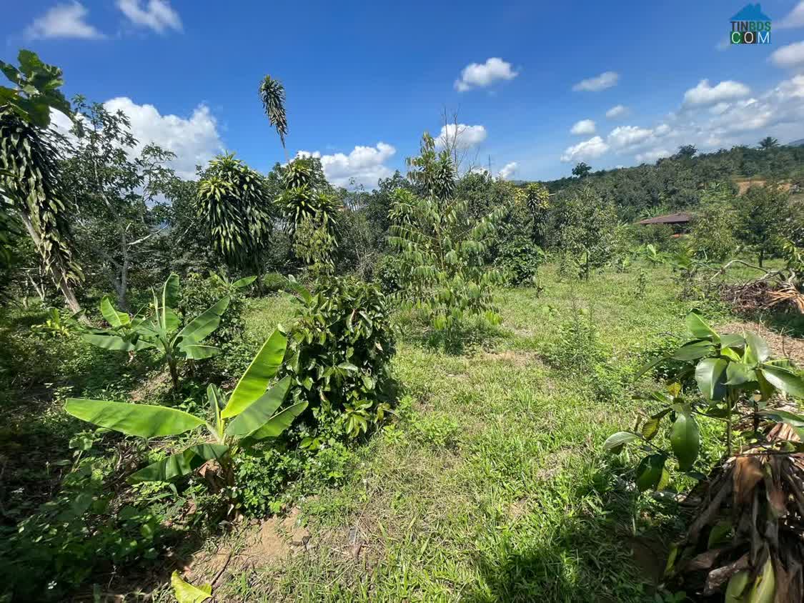 Ảnh Bán đất nền sân vườn view nghỉ dưỡng Quốc Lộ 55, 310m2, giá 799 triệu, Bảo Lâm, Lâm Đồng, uy tín 0