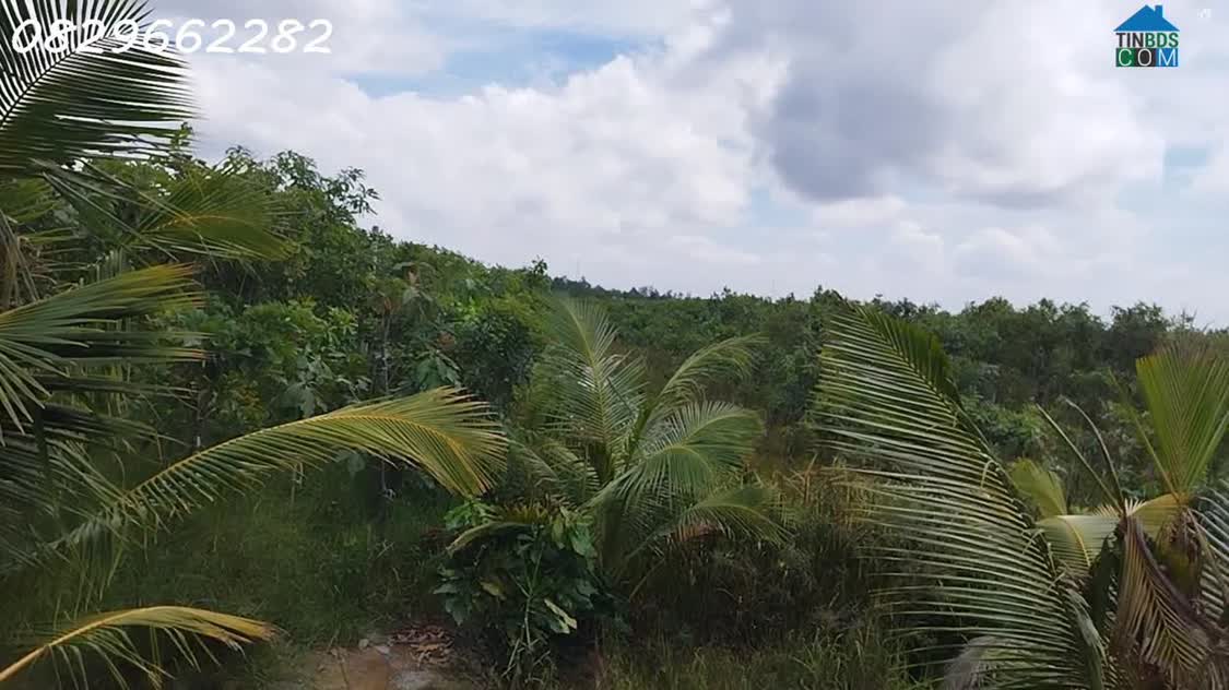 Ảnh Bán Đất Vườn Cây Ăn Trái 4.4ha Lai Vung, Đồng Tháp - Hòa Long - Hộ Bà Nương. Sổ hồng. 0