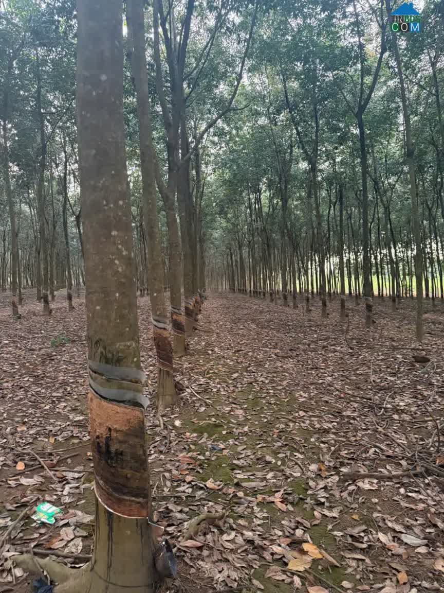 Ảnh Chính Chủ Bán Gấp Đất - Xã Tân Thành – Đồng Xoài- Bình Phước 0