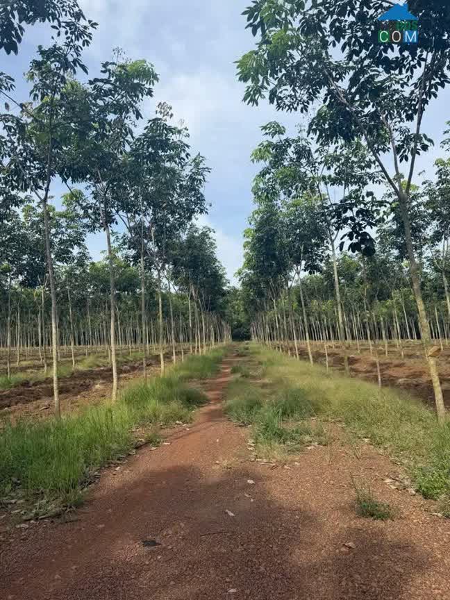 Ảnh Siêu Phẩm Đất Tân Thành – Thị Xã Đồng Xoài - Bình Phước- Mặt Tiền Ô Tô 333M 0