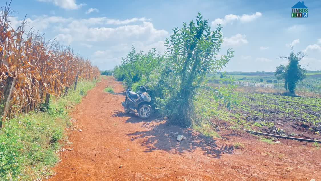 Ảnh 2,5 ha, hẻm tân hội, đức trọng cũ, lâm đồng 0