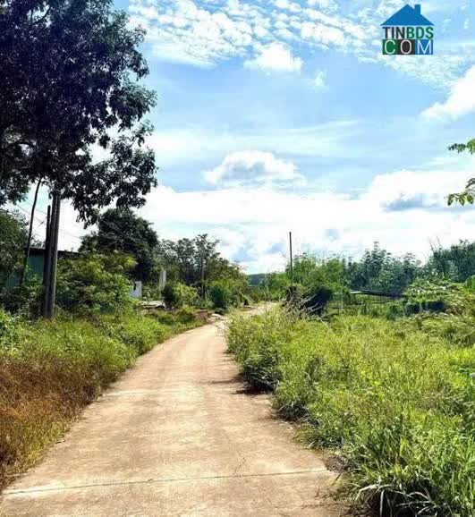 Ảnh Chính Chủ Cần Bán Đất Cao Su – Tân Thành,Thị Xã Đồng Xoài- Bình Phước 0