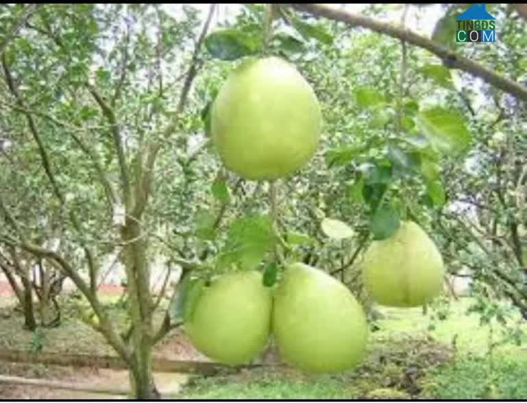 Ảnh Bán Đất Thổ Cư Xã Trừ Văn Thố – Gần QL13 – Giá Tốt 0