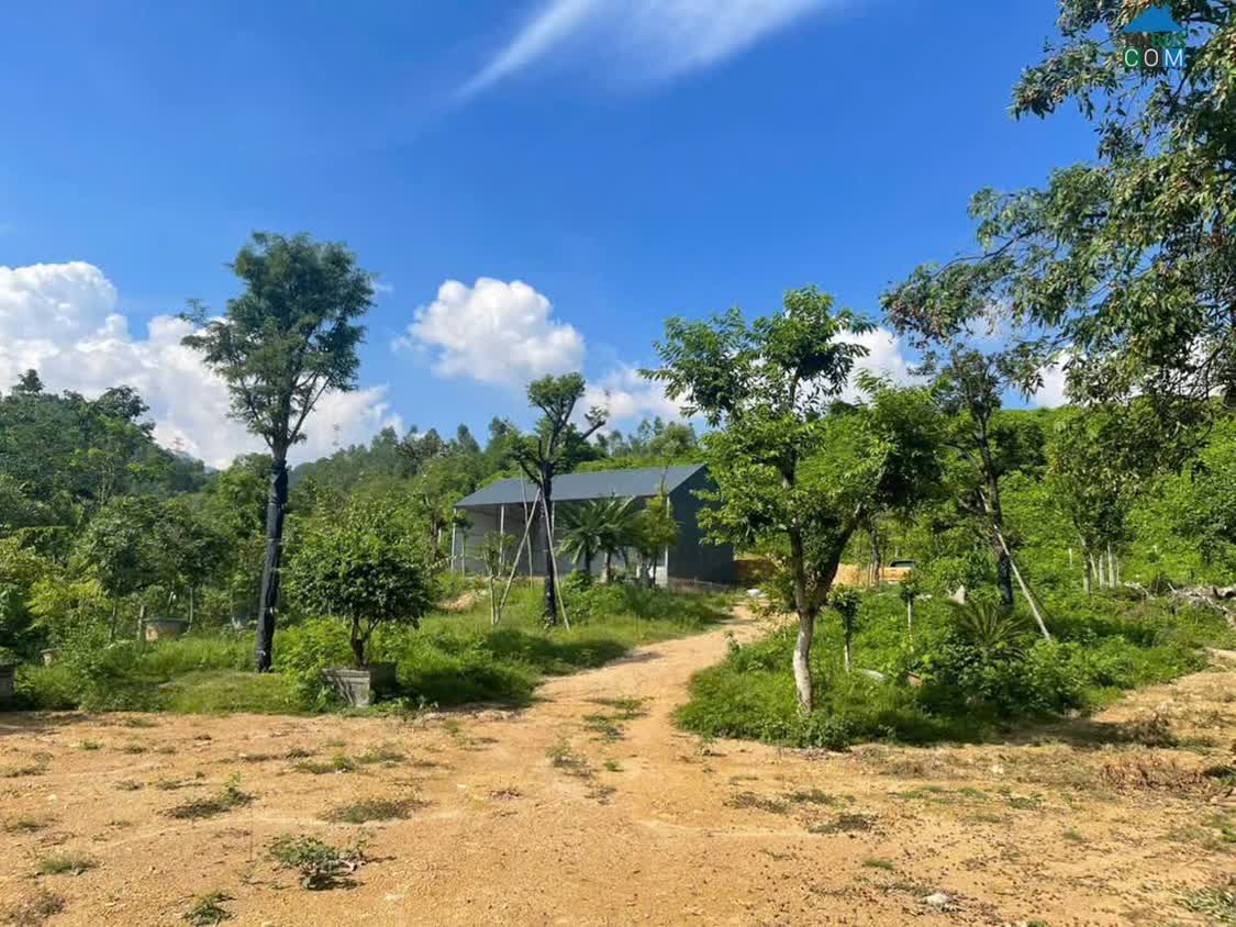 Ảnh Bán Đất Nghỉ Dưỡng Tam Đảo – Đối Diện Sân Golf – Diện Tích Lớn, Tiềm Năng Sinh Lời Cao 0