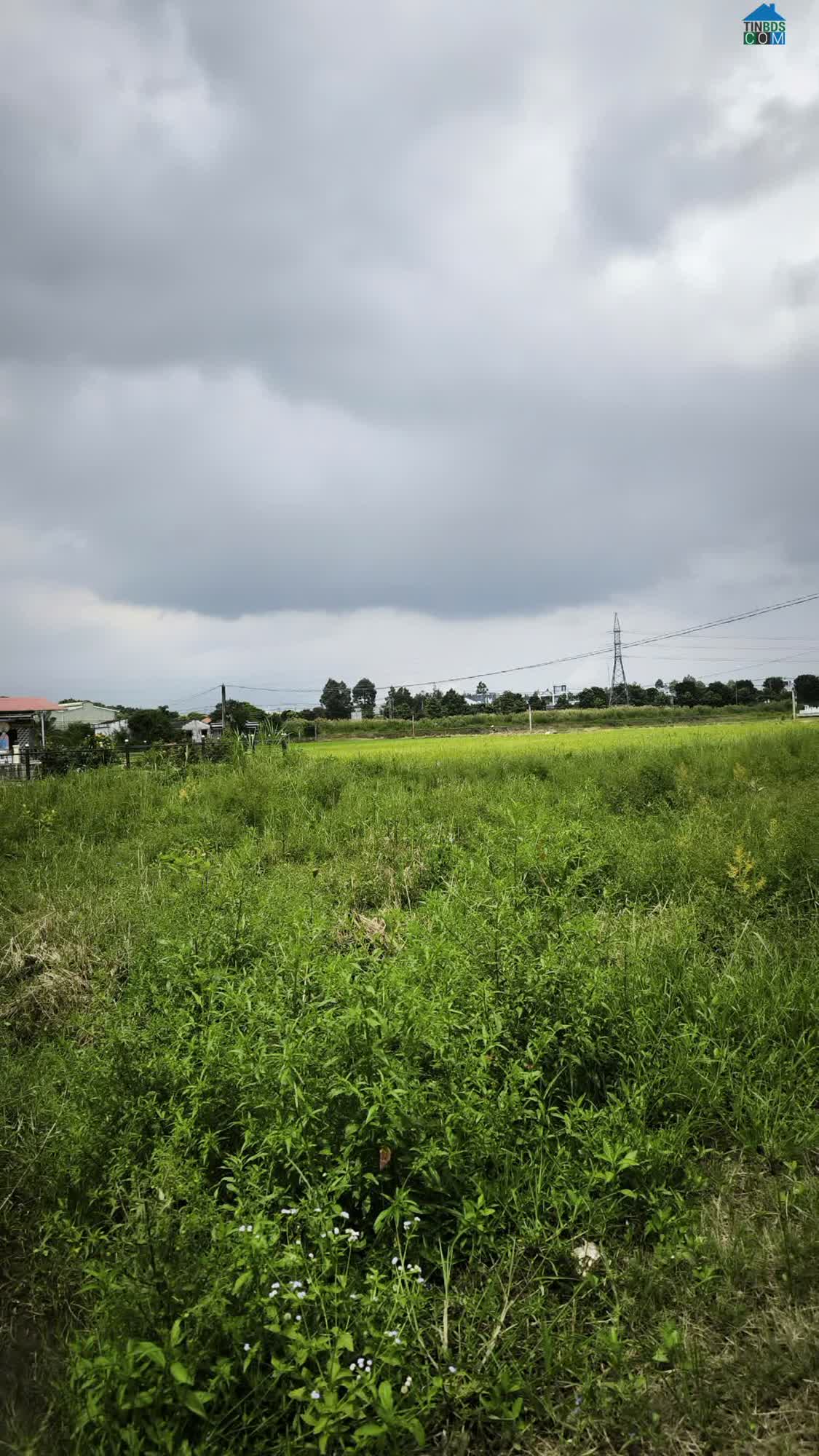 Ảnh Bán Nhanh Đất Bến Lức – Cách Ql1a 300M – 1.288m2 (53x25) – Full Thổ Cư – Giá 17 Triệu/m2, SHR 0