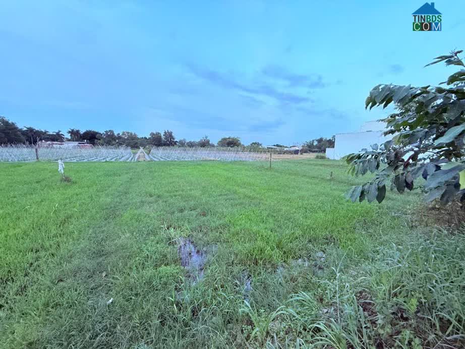 Ảnh Giá RẺ QUÁ 500m2 đường container chạy vi vu gần QL 22 Củ Chi ngang 16.5m tiện xây BT vườn nhỉnh... 0