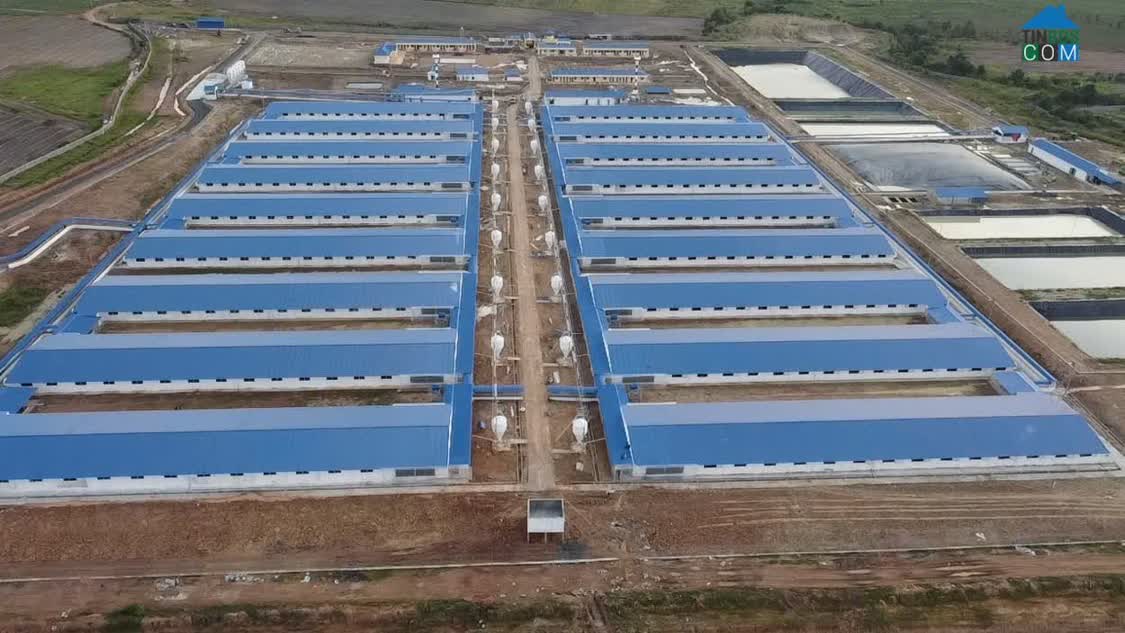 Ảnh Bán Trang trại heo 26 Ha 18.000 heo thịt, Đang cho thuê 1.1 tỷ/tháng Chư Prông, Gia Lai. 0