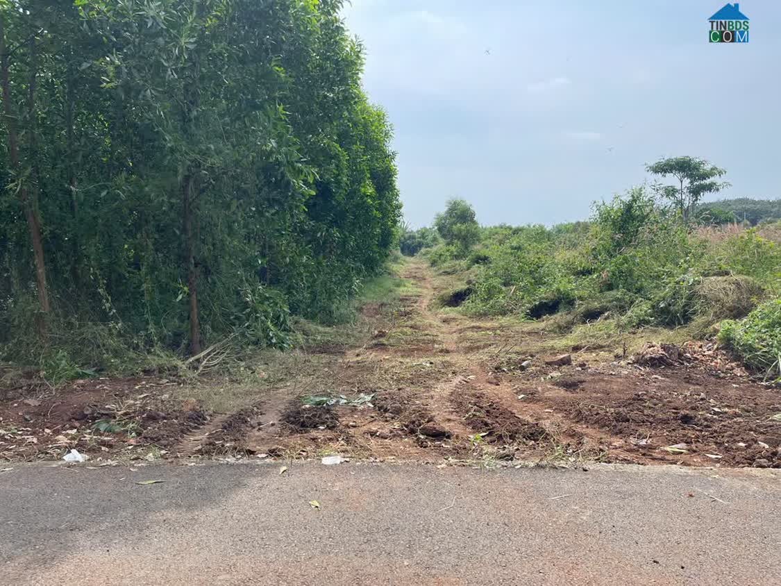 Ảnh Bán 7691.5 M² Đất Xã Long Tân, Đất Đỏ Giá 3 Tỷ / Sào. Lh:0938677702. 0