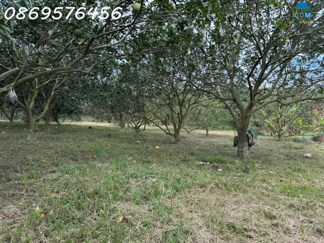 Ảnh Đất Vườn Khánh Hoà Chỉ 150 Triệu Mà Sở Hữu Tới 500 Mét 0