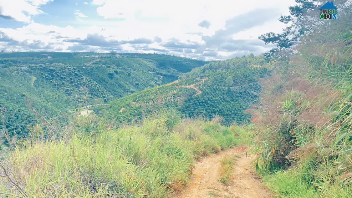 Ảnh 4,6 sào đất ninh gia, đức trọng cũ, lâm đồng, oto, xe tải vào tận nơi 0