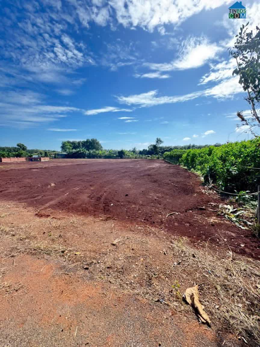 Ảnh cần bán gấp gần 1 xào đất Long Phước, TP Bà Rịa nay phường Tam Long 0