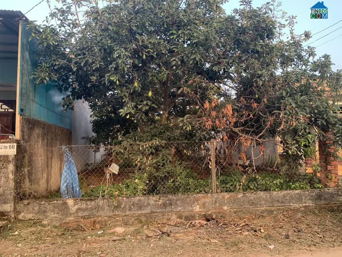 Ảnh Bán Đất 100% Thổ Cư – Xuân Thiện, Thống Nhất 0