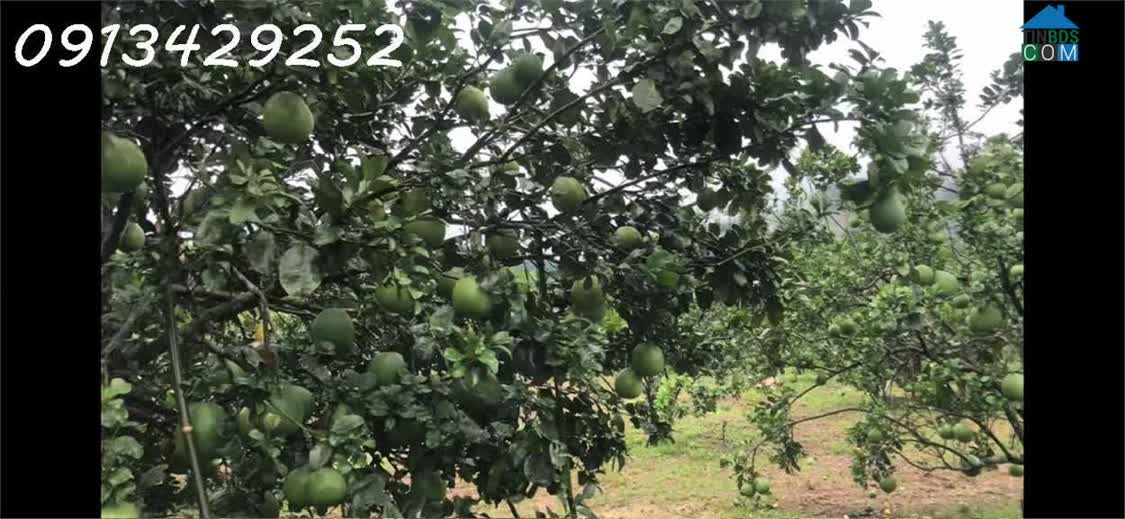 Ảnh Cần bán nhanh lô đất nằm trong khu dân cư đông đúc, giá cực tốt so với tiềm năng 0