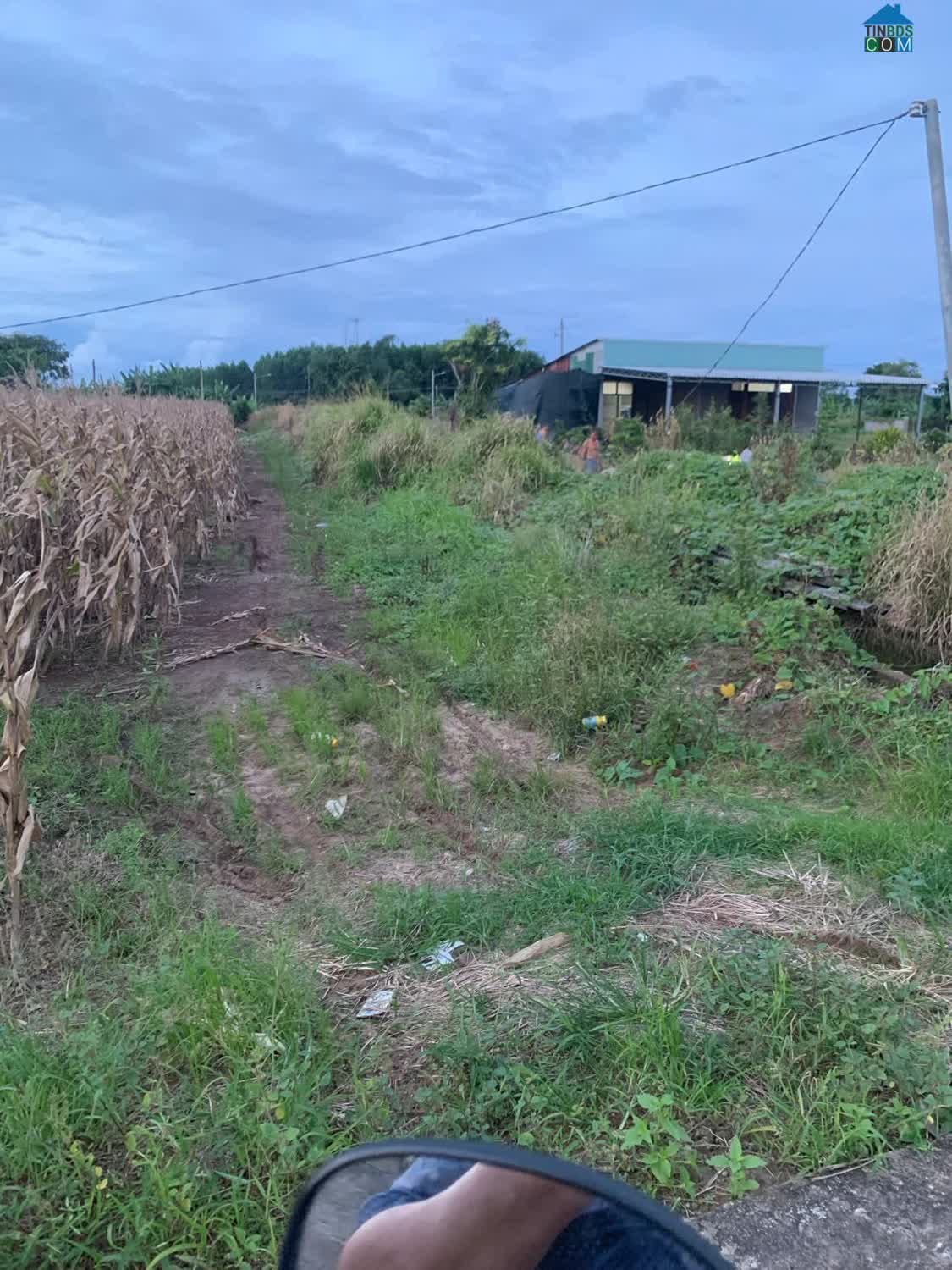 Ảnh Bán 4761M2 Đất Xã Láng Dài, Ngay Chợ Láng Dài, Huyện Đất Đỏ Bà Rịa (Nay Là Xã Đất Đỏ - Hcm) 0