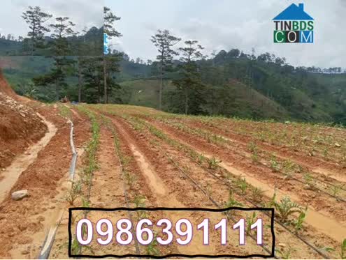 Ảnh Bán đất tại Đạ Sar, Lạc Dương, Lâm Đồng, 300 triệu/sào đẹp, nhiều tiện ích; 0986391111 0